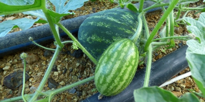 Karpuz Üretiminde Gübreleme Rehberi: Verimli ve Kaliteli Hasat İçin İpuçları