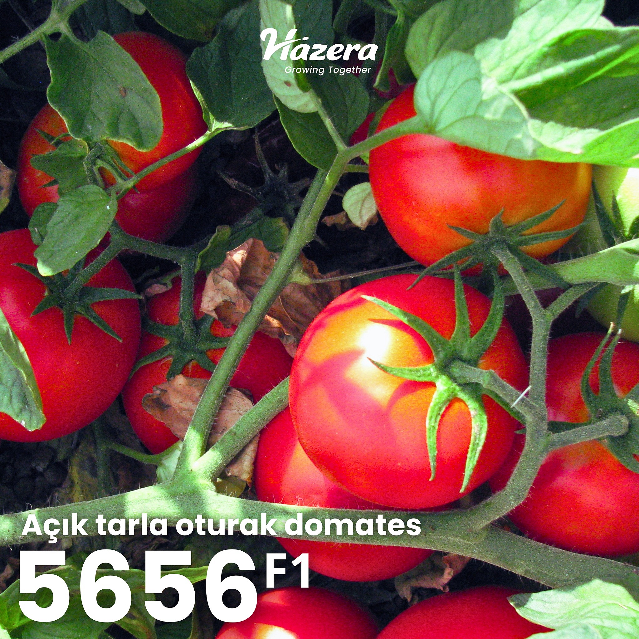 5656 F1 Oturak Domates Fidesi
