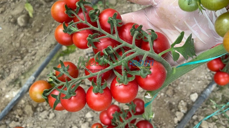 AZ 05 F1 Yuvarlak Kokteyl Domates Tohumu - Görsel 3