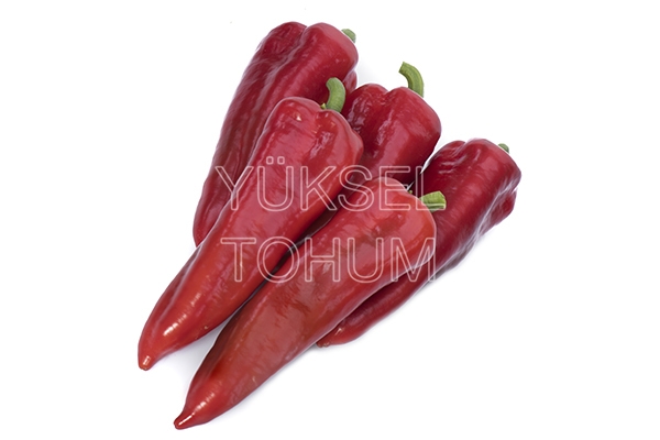 Acuka F1 Kapya Biber Fidesi