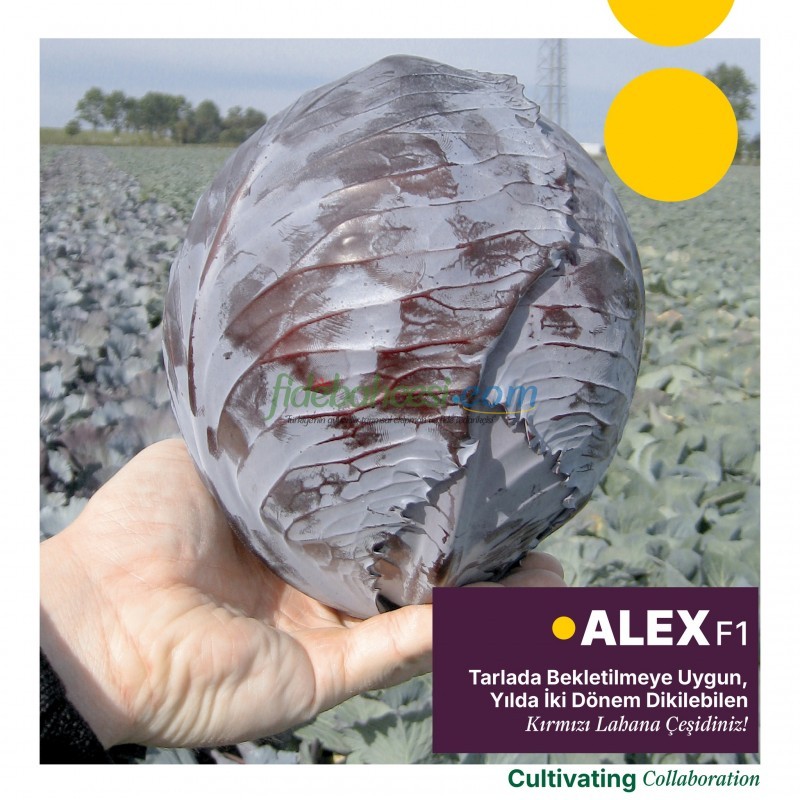 Alex F1 Kırmızı Lahana Fidesi