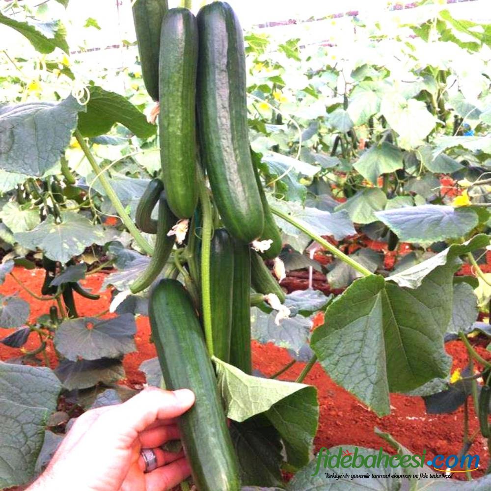 Arcadia F1 Multi Hıyar Fidesi