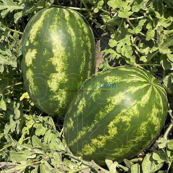 Aşılı Alp 148 F1 Karpuz Fidesi - Görsel 4