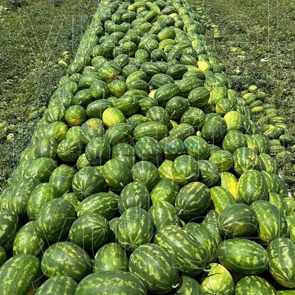 Aşılı Alp 148 F1 Karpuz Fidesi - Görsel 6