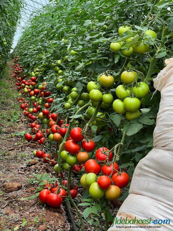 Aşılı Ancha F1 Domates Fidesi - Görsel 2