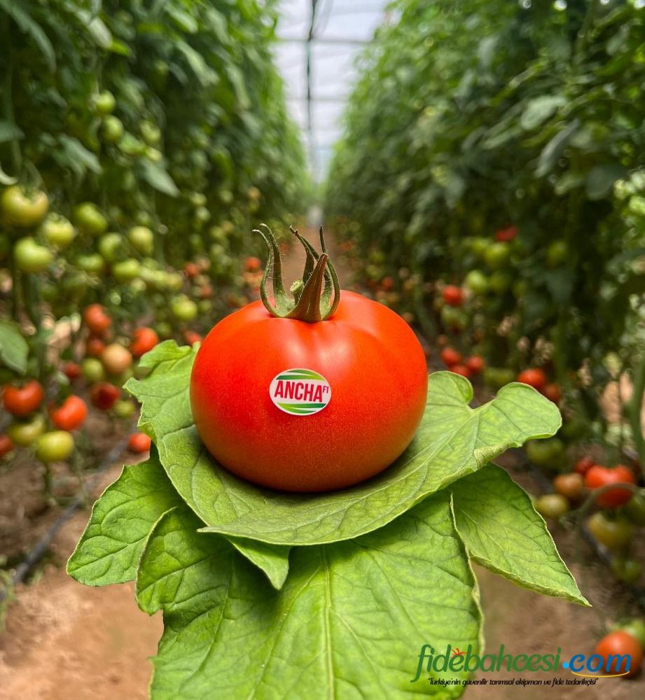 Aşılı Ancha F1 Domates Fidesi - Görsel 3