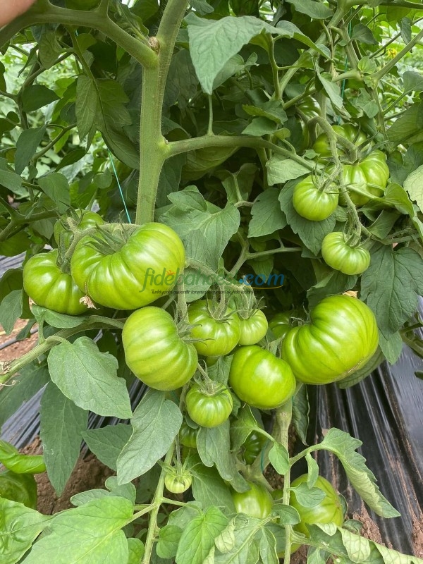 Aşılı Da Vinci F1 Domates Fidesi - Görsel 4
