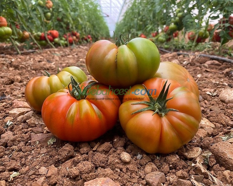 Aşılı Da Vinci F1 Domates Fidesi