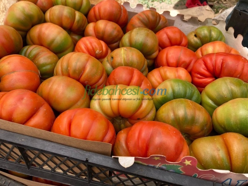 Aşılı Da Vinci F1 Domates Fidesi - Görsel 5