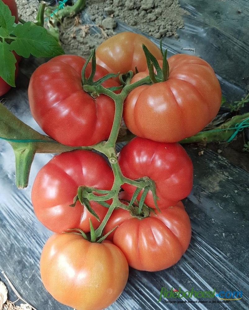 Aşılı Ergen F1 Pembe Köy Domates Fidesi