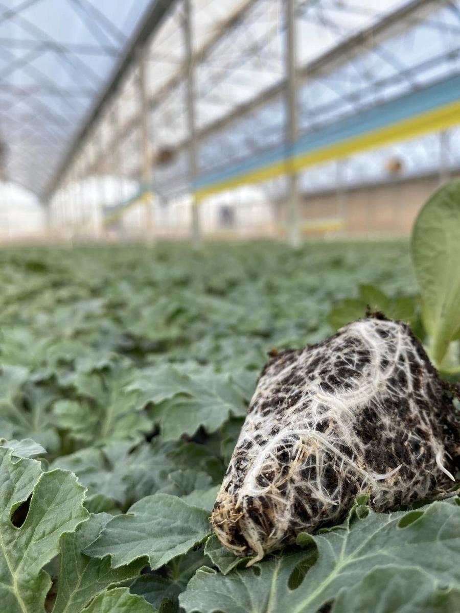 Aşılı Karpuz Fidesi - Görsel 3