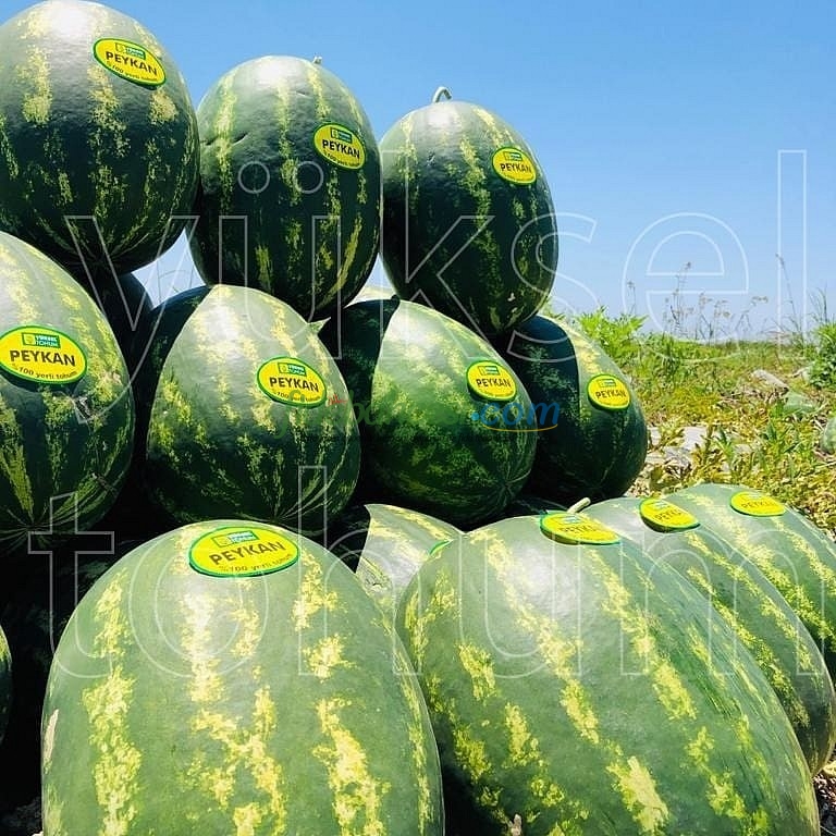 Aşılı Peykan F1 Karpuz Fidesi - Görsel 3