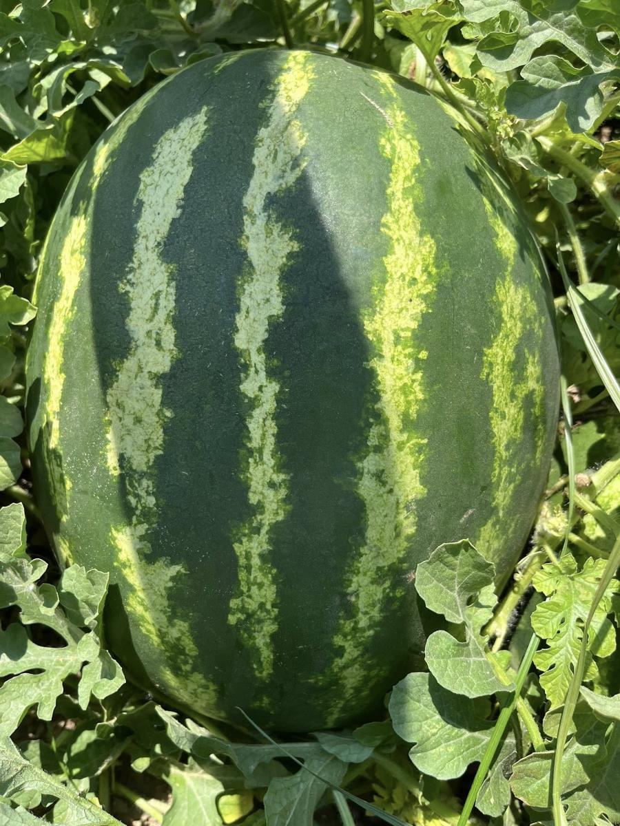 Aşılı Starburst F1 Karpuz Fidesi - Görsel 2