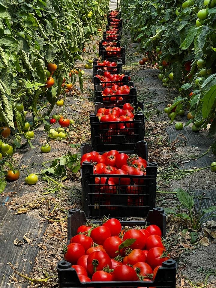 Aşılı Torry F1 Domates Fidesi - Görsel 2