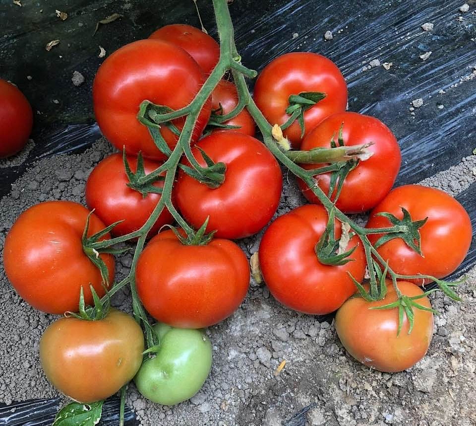 Aşılı Torry F1 Domates Fidesi - Görsel 3