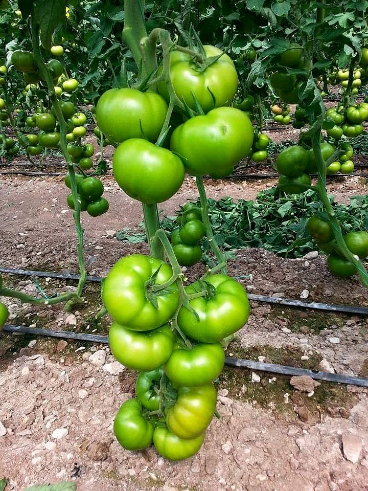 Aşılı Tybeef F1 Domates Fidesi - Görsel 2