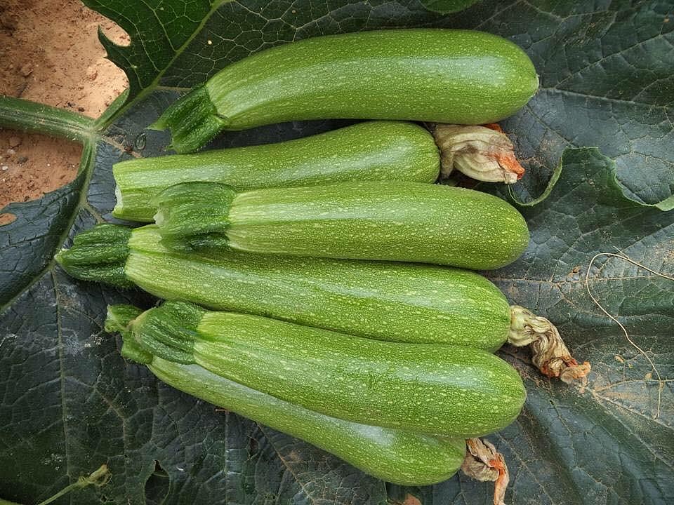 Şahika F1 Yeşil Kabak Tohumu - Görsel 2