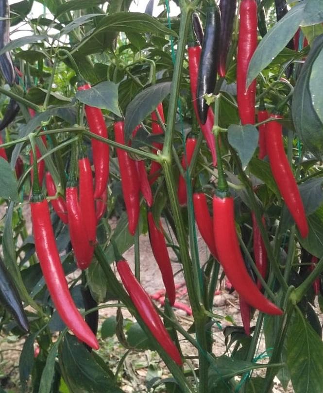 AZ 27 F1 Şili Biber Tohumu - Görsel 2