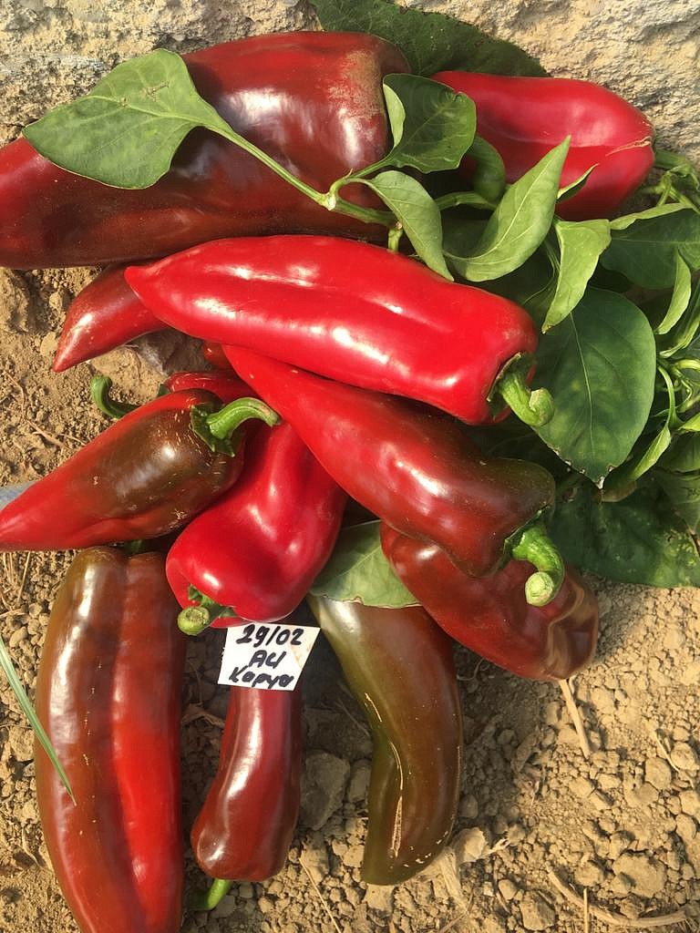 AZ 29 F1 Acı Kapya Biber Tohumu - Görsel 2
