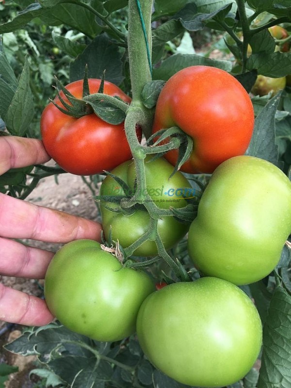 AZ 44 F1 Salkım Domates Tohumu - Görsel 2