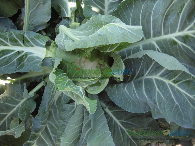 Bahara F1 Karnabahar Fidesi - Görsel 2