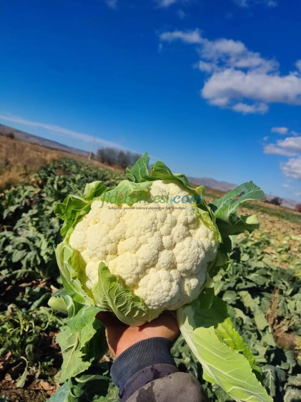 Barcelona F1 Karnabahar Fidesi