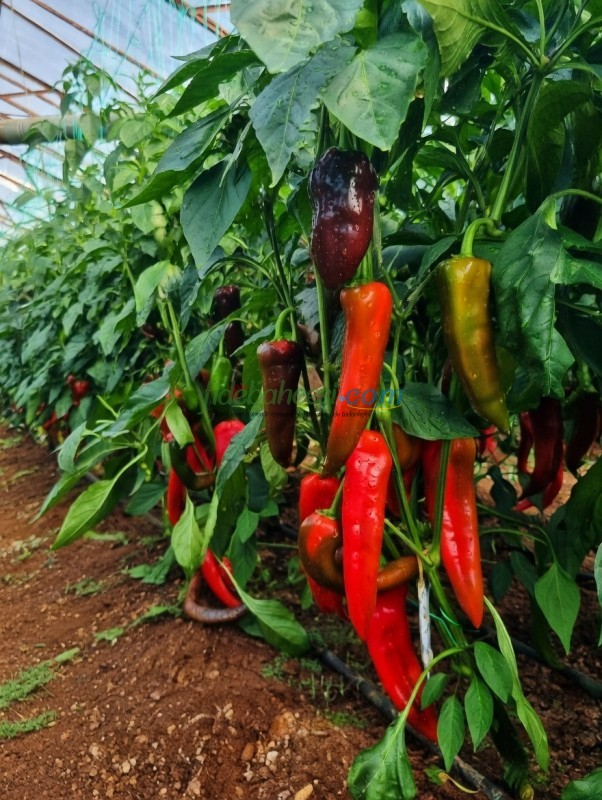 Belissa F1 Kapya Biber Fidesi