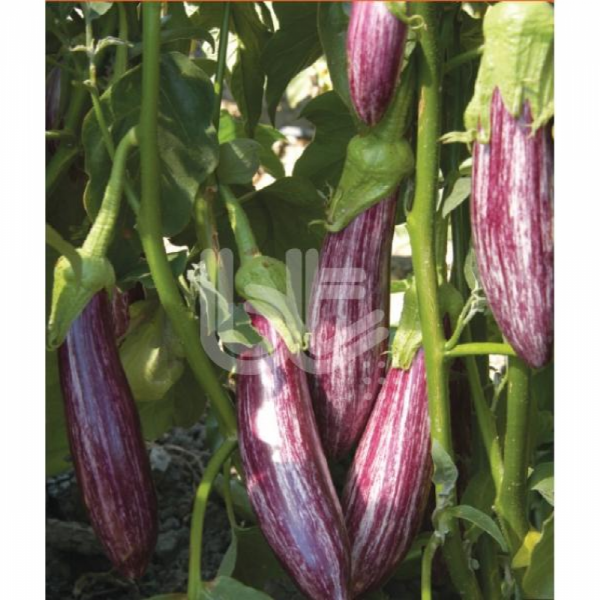 Bıldırcın F1 Patlıcan Fidesi