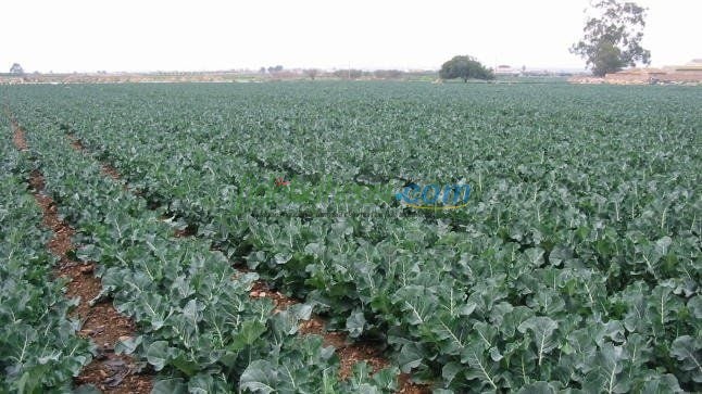 Brokoli Fidesi - Görsel 2