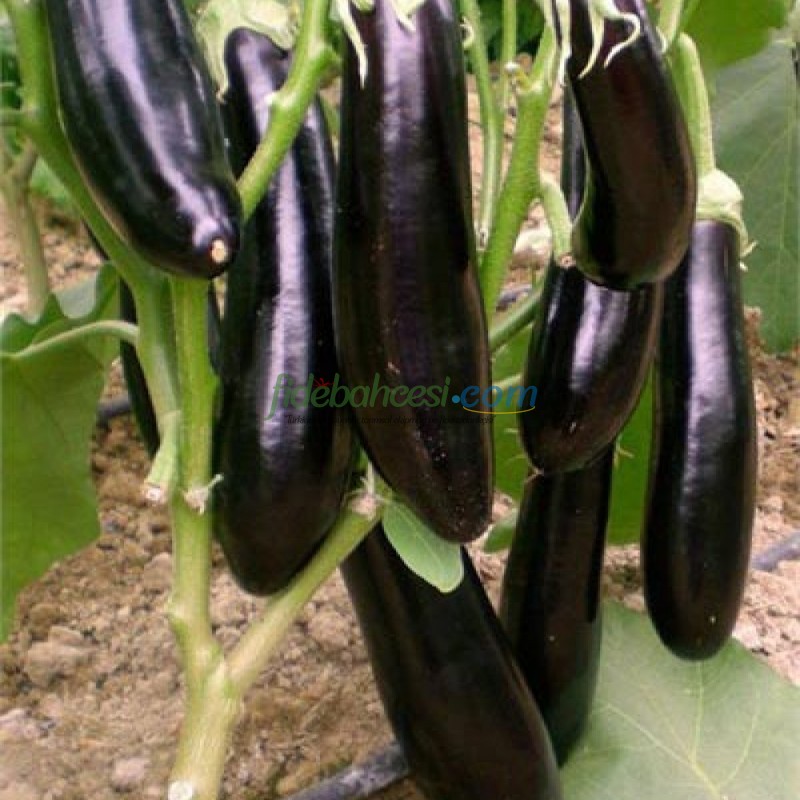 Çelebi F1 Patlıcan Fidesi