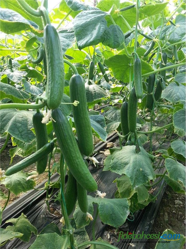 Cemre F1 Hıyar Fidesi - Görsel 3