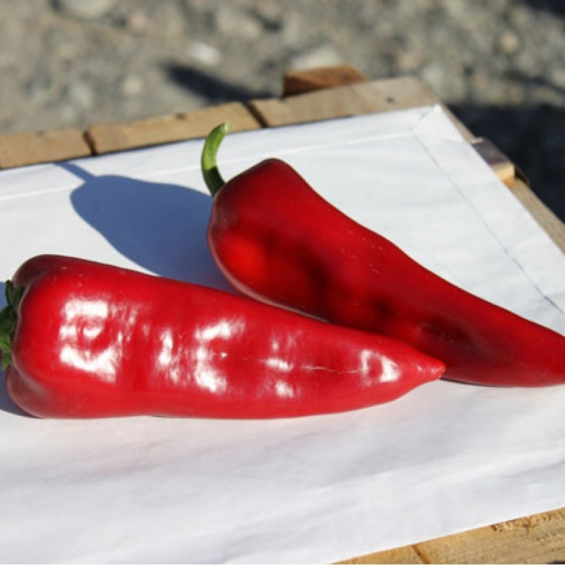 Doruk F1 Kapya Biber Fidesi