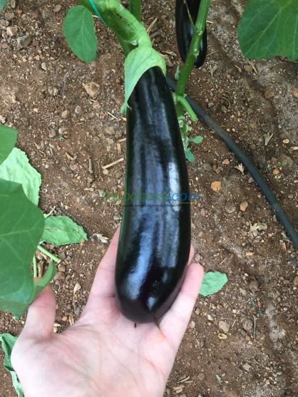 Doyran Karası F1 Patlıcan Fidesi