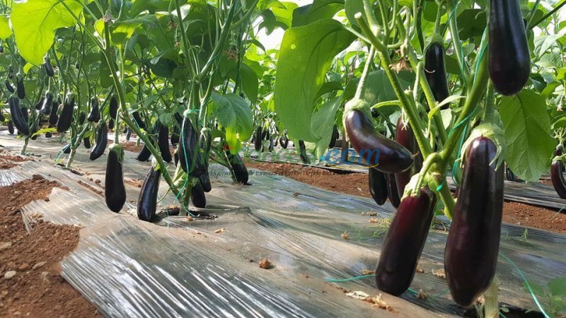 Doyran Karası F1 Patlıcan Fidesi - Görsel 6