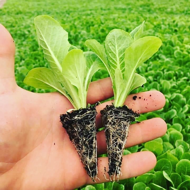 Cervantes Düz Marul Fidesi