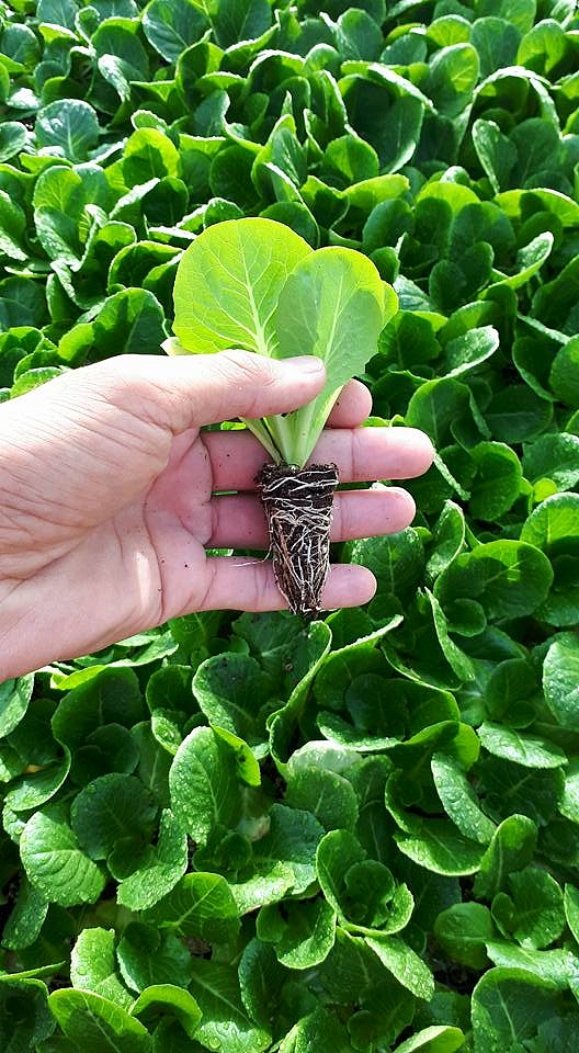 Duna Yedikule Düz Marul Fidesi - Görsel 4