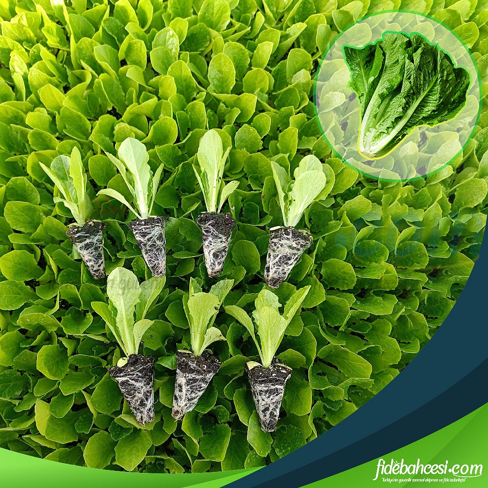 Yedikule Tipi Düz Marul Fidesi