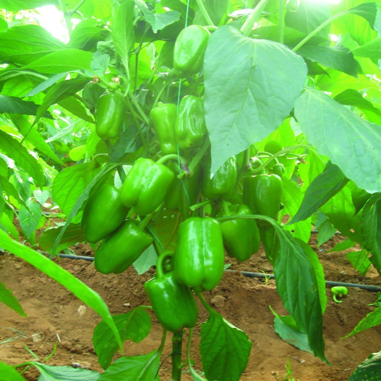 Ergenekon F1 Dolma Biber Fidesi