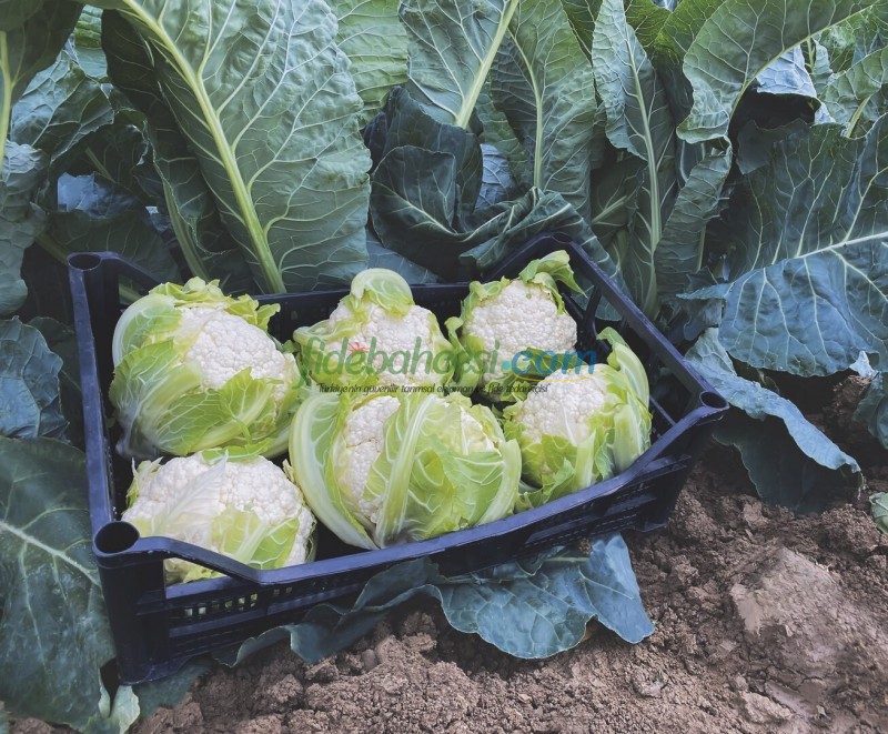 Fargo F1 Karnabahar Fidesi - Görsel 2