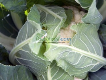 Fargo F1 Karnabahar Fidesi - Görsel 3