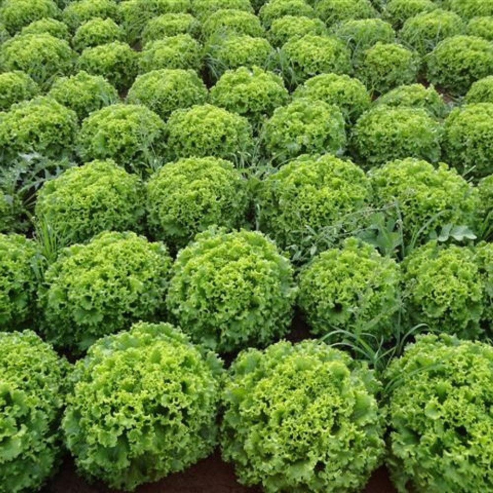 Fiyonk Kıvırcık Marul Fidesi