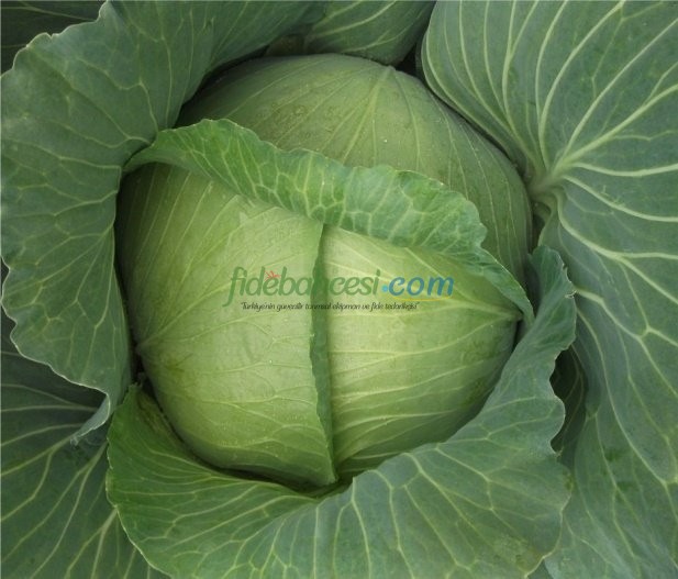 Gabari F1 Beyaz Lahana Fidesi