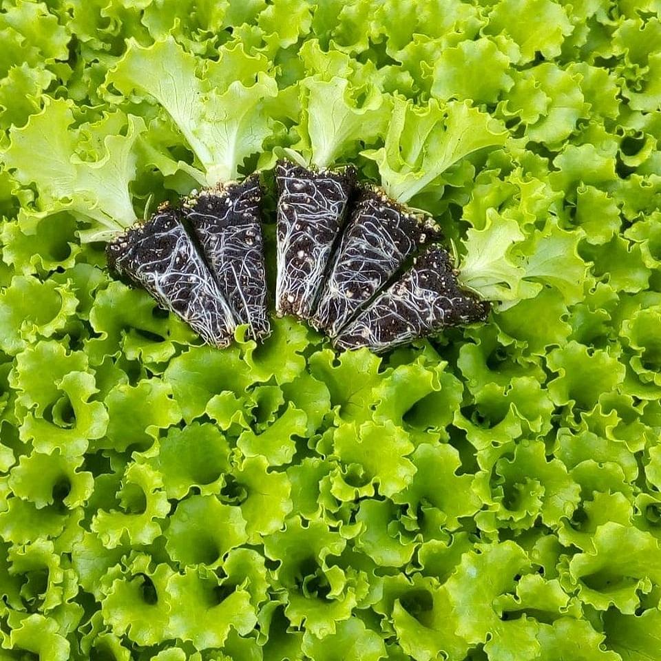 Garone F1 | Erkenci Kıvırcık Marul Fidesi - Görsel 3