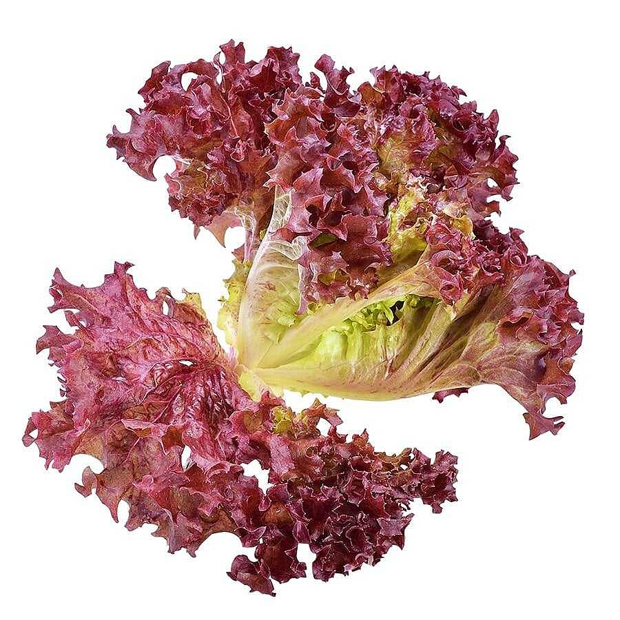 Giardina Kırmızı Kıvırcık Marul Fidesi - Görsel 2