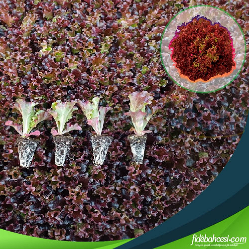 Giardina Kırmızı Kıvırcık Marul Fidesi