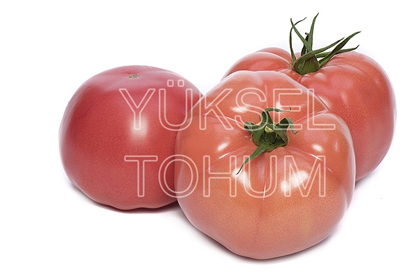 Gülpembe F1 Pembe Domates Fidesi