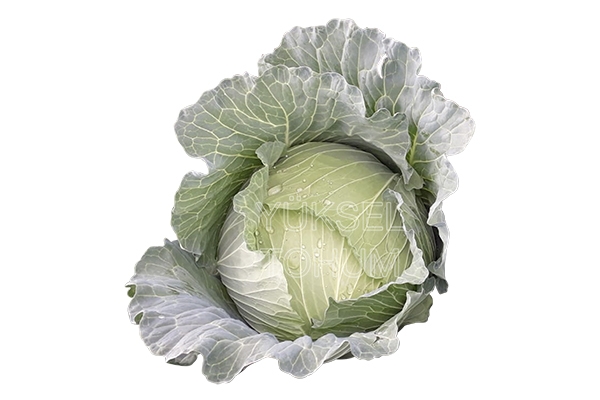 Hana F1 Beyaz Lahana Fidesi - Görsel 2