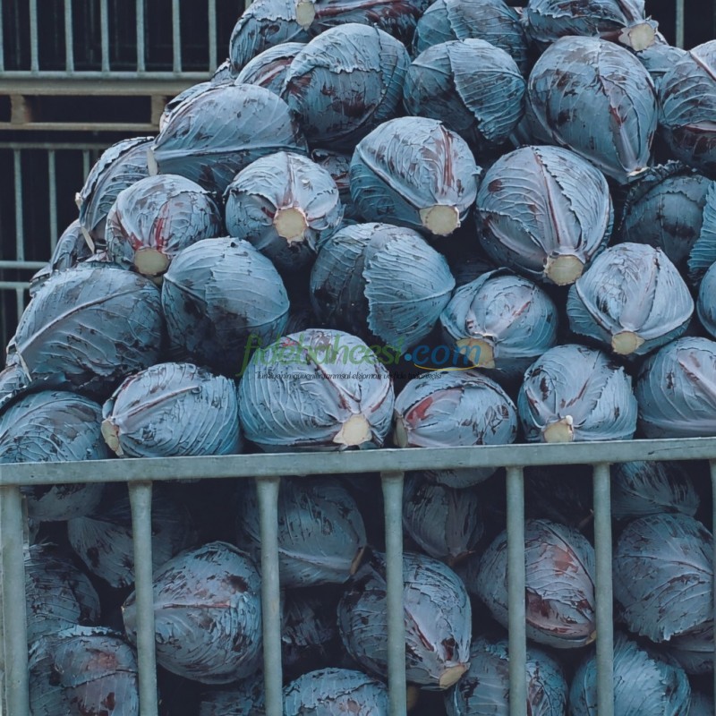 İntegro F1 Kırmızı Lahana Fidesi - Görsel 2