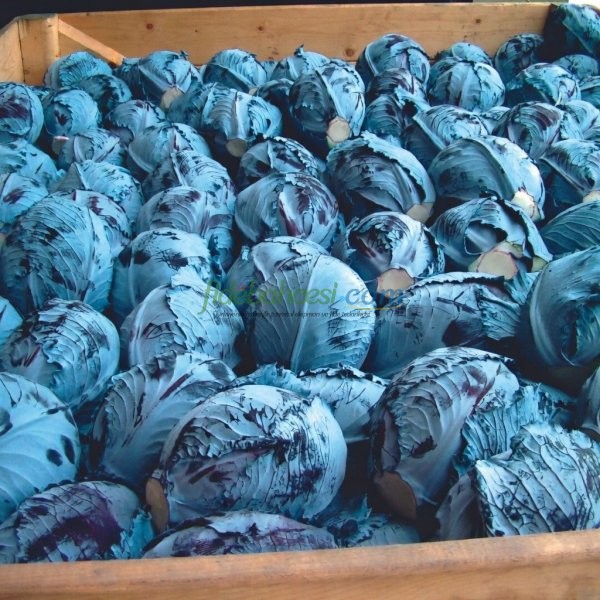 İntegro F1 Kırmızı Lahana Fidesi