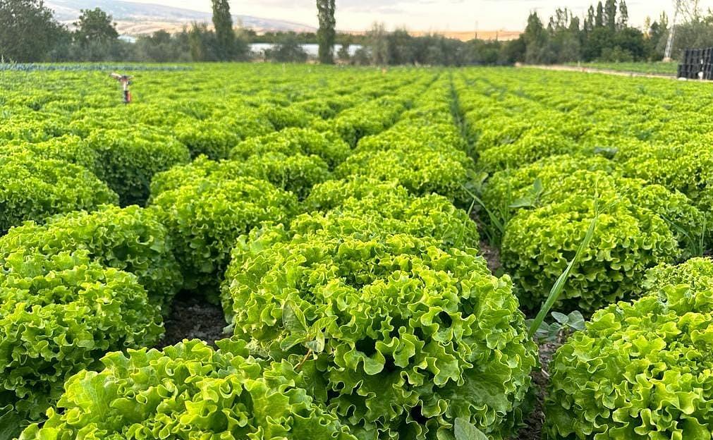 Kanaryole Kıvırcık Marul Fidesi - Görsel 5